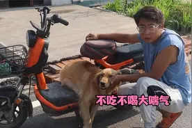 金毛生病不吃不喝，真怕会影响肚里的宝宝，是之前吃烧饼的缘故吗视频封面