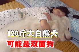 120斤的大白熊犬，有“双面狗”的嫌疑视频封面