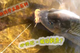 伊势尼鱼钩，真是“洪水猛兽”？你应该先搞清楚什么叫主动刺鱼！视频封面