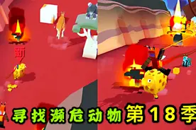 疯狂动物园：寻找30只濒危动物第18季，澳洲中的濒危绵羊