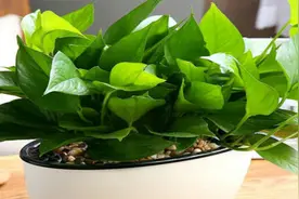 自制三种浇花水，绿萝保证不“粮荒”，用上它长势旺盛视频封面