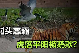 伤害性不大侮辱性极强，连狮子都惧怕的老虎，居然被大鹅追着跑视频封面