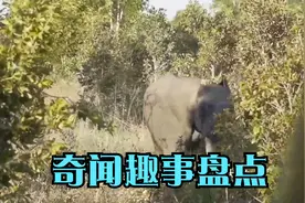 狮子一口咬住大象脸部，怎料大象突然暴怒，狮子遭殃了！视频封面