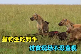 鬣狗活吃二百斤野牛，一点一点吃，进食现场如同行刑视频封面