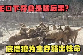 狼王口下夺食是啥后果？群狼无情撕咬猎物，底层狼为生存豁出性命视频封面