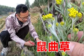 鼠曲草煮水价值竟然这么大，可惜知道的人并不多，看视频了解下视频封面