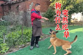狗为什么突然吃草？训犬师为你解答，看看你家狗狗是否中招视频封面