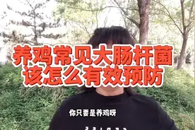 养鸡常见的大肠杆菌，发病原因有哪些，又该怎样有效预防视频封面