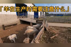 羊在生产的时候需要注意什么，产后这些问题套谨记，以免因小失大视频封面