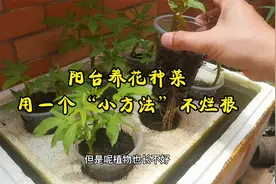 阳台养花种菜，用一个“小方法”不烂根视频封面