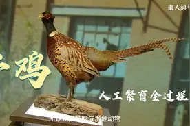 野鸡人工繁育过程视频封面