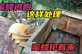 诱蜂箱蜜蜂逃跑，师傅教你这样处理，蜜蜂抢着来！视频封面