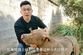 斗犬比特随时准备咬人，陌生狗千万别做这几个动作视频封面