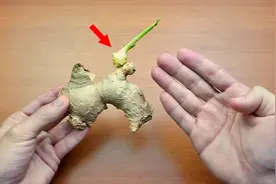 生姜发芽到底能不能吃？很多人看完都震惊了！别怪我没提醒你！视频封面