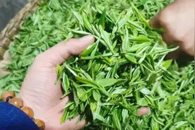 毛泽东因喜欢都匀这种茗茶，公元1956年给其赐名为“都匀毛尖”。视频封面