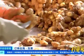 订单出海！山东安丘：生姜出口大幅增加|经济信息联播