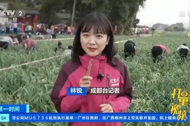 四川成都：春暖花开时，蒜薹迎丰收|第一时间视频封面