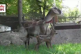 克里米亚山羊妈妈领养狍子宝宝 每隔三小时喂一次奶视频封面