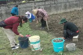 原来马蹄是这样挖出来的，舅妈她们越挖越开心，一天挖都不够卖视频封面