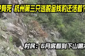 没有死，杭州第三只逃脱金钱豹还活着？村民：6月底看到下山喝水视频封面