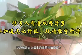 很多人都喜欢养绿萝，却不知道怎么种植，现场教学种绿萝视频封面