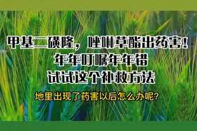 甲基二磺隆，唑啉草酯出药害！年年叮嘱年年错，试试这个补救方法视频封面