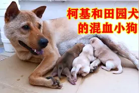 柯基和田园犬的混血小狗出生了，出生的每一只都让我心惊肉跳视频封面