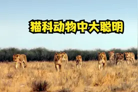 狮子到底有多聪明，一个测试告诉你视频封面