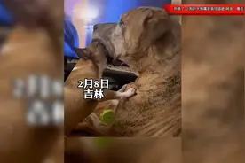 开眼了！小狗趴在大狗嘴里疯狂舔舐，网友：特像在给大狗剔牙视频封面