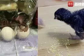 南京太热了！女子买毛鸡蛋放半周后孵出小鸡视频封面
