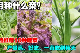 4月种什么蔬菜？一定不要错过了这10种蔬菜，可以一直采收到秋末视频封面