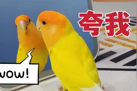 答应我！千万别让小鹦鹉喜欢上照镜子！