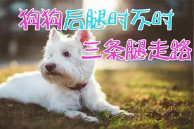 狗狗后腿时不时三条腿走路视频封面