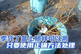 月季死了盆土照样可以用，只要使用正确方法处理，废物就可再利用视频封面