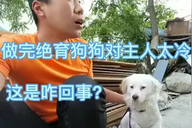 狗狗做完绝育后不吃不喝，对我不理不睬，好像是在怪我！视频封面