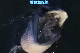 蓝鲸张开血盆大口将小鱼一口包下 网友调侃：这一口够我吃一年的视频封面