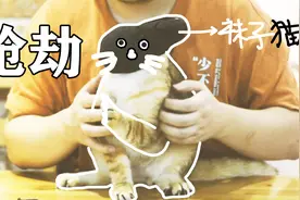 臭袜子套头这种方式到底能不能轻松给猫剪指甲,我亲自试一试！视频封面