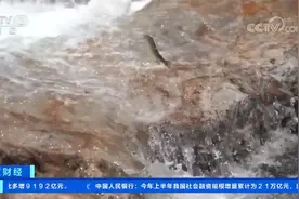 难得一见！陕西现实版“鱼跃龙门” 秦岭细鳞鲑逆流产卵视频封面