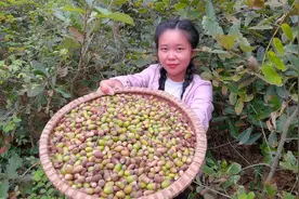 山里的橡果遍地都是，这种坚果很多人都没见过，香香摘回家做豆腐视频封面