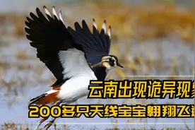 云南天空出现“诡异现象”？首次出现200多只“天线宝宝”！视频封面