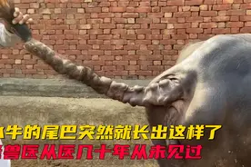 牛尾巴突然就长成这样了，老兽医从业几十年从未见过视频封面
