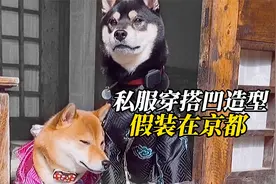 小柴犬们穿手工和服，游日式庭院，假装在京都视频封面