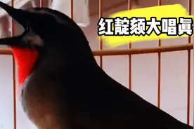 这样的红靛颏真难得，大品相还稳当，引颈大唱婉转流畅真精彩视频封面