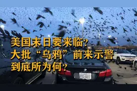 和疫情有关？乌鸦涌入美国扎堆停车场，自然界在给人类示警？视频封面