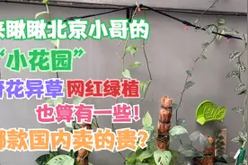 来瞅瞅北京小哥在泰国的“小花园”，奇花异草，还算是有一些！视频封面