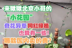 来瞅瞅北京小哥在泰国的“小花园”，奇花异草，还算是有一些！视频封面