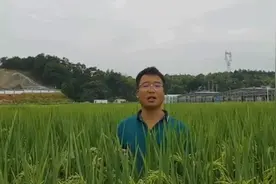 生前影像让人泪目！博士送恩师袁隆平“生日礼物” ：水稻齐肩高视频封面
