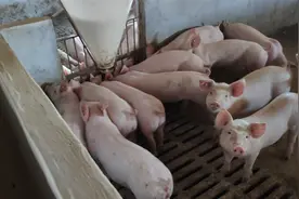 价格预警：节后猪、鸡、牛价格有变，养殖户早了解早准备视频封面