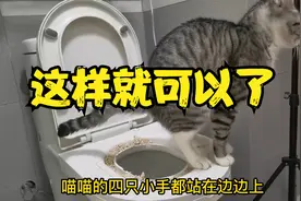 训练猫咪上马桶拉臭臭，究竟什么时候可以去掉最后一圈？来看视频视频封面