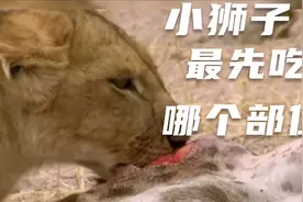 小狮子第一次吃肉食，看看它最先吃的狮哪个部位？视频封面